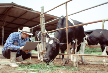 Como a Inteligência Artificial está transformando a pecuária e gerando mais eficiência no campo, na visão de João Eustáquio De Almeida Junior.