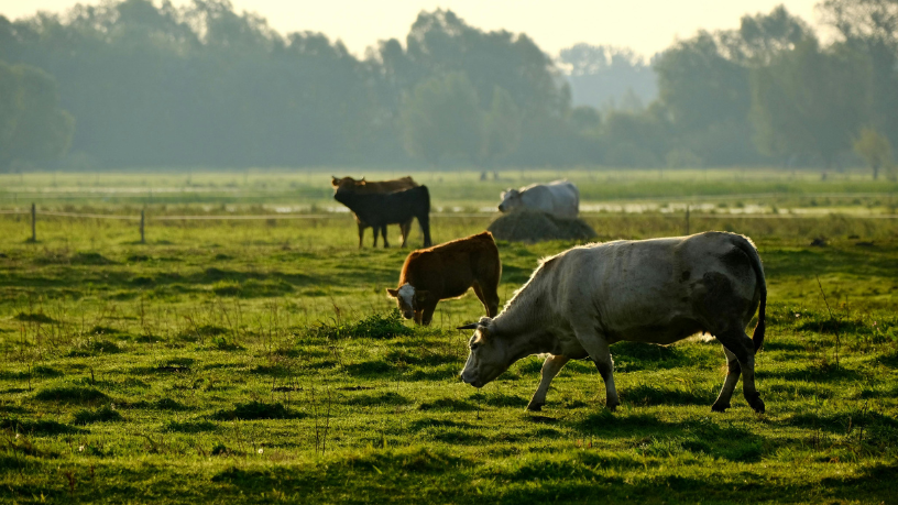 João Eustáquio De Almeida Junior explica como a revolução da Inteligência Artificial no campo já traz ganhos reais para a pecuária moderna.