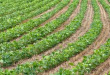 Fileiras de plantas de soja verde em uma lavoura agrícola