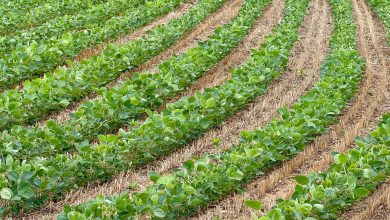 Fileiras de plantas de soja verde em uma lavoura agrícola